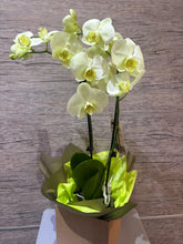 Load image into Gallery viewer, Orchid Plant
