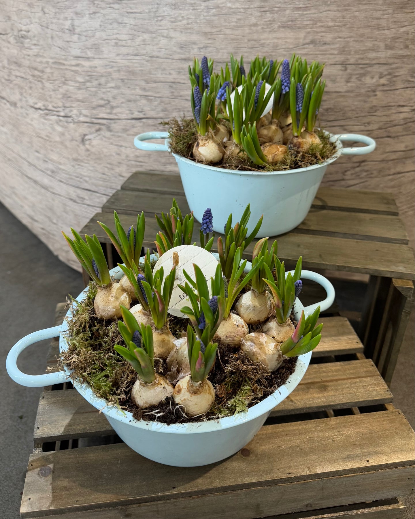 Muscari Planter