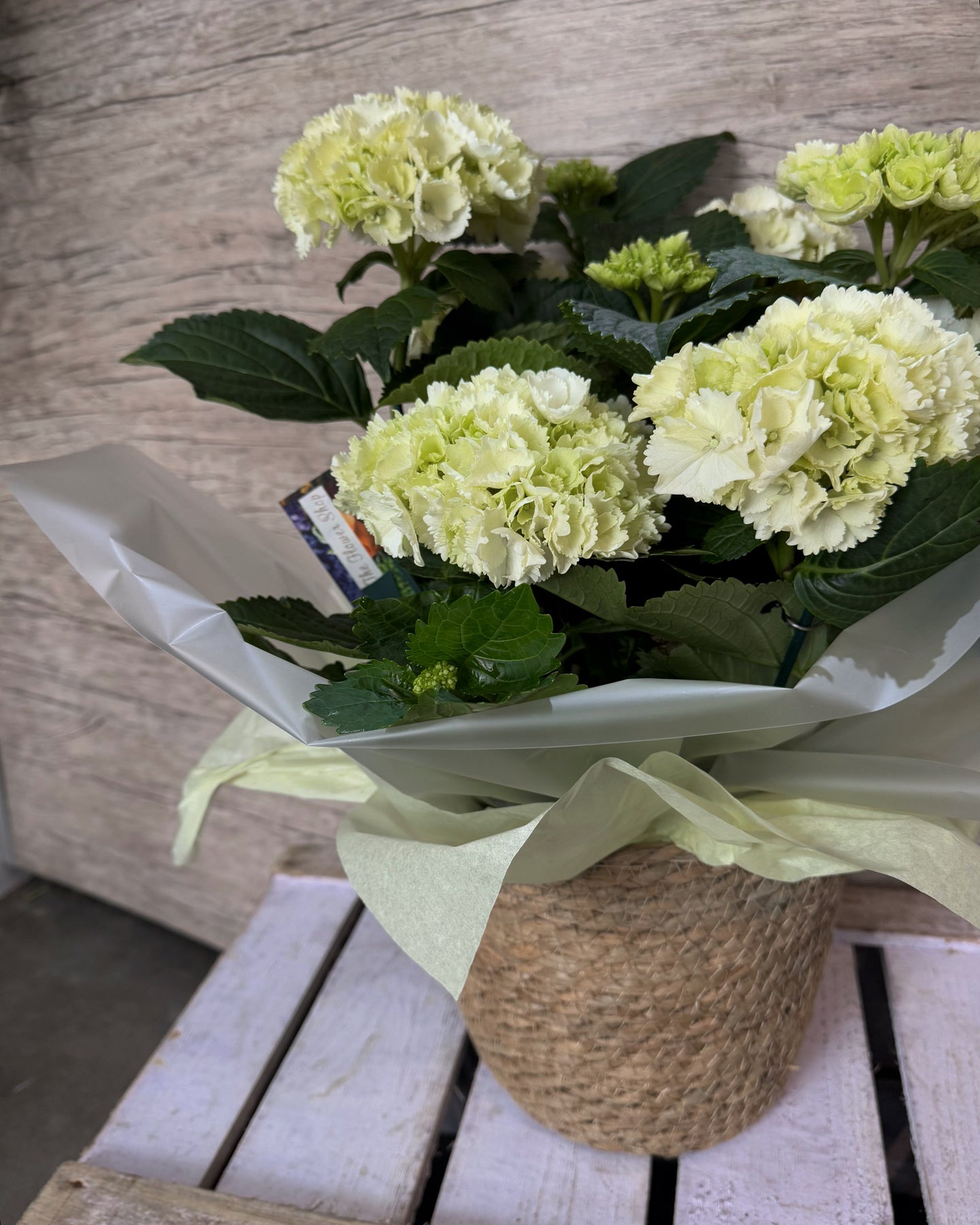 Seagrass Hydrangea
