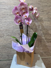 Load image into Gallery viewer, Orchid Plant
