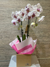 Load image into Gallery viewer, Orchid Plant
