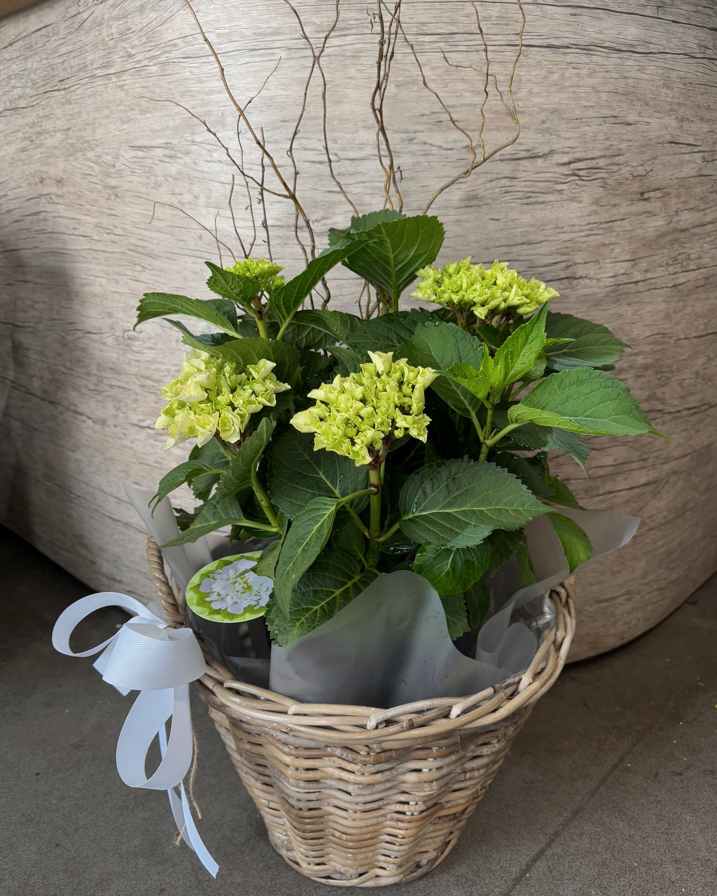 Luxury Hydrangea