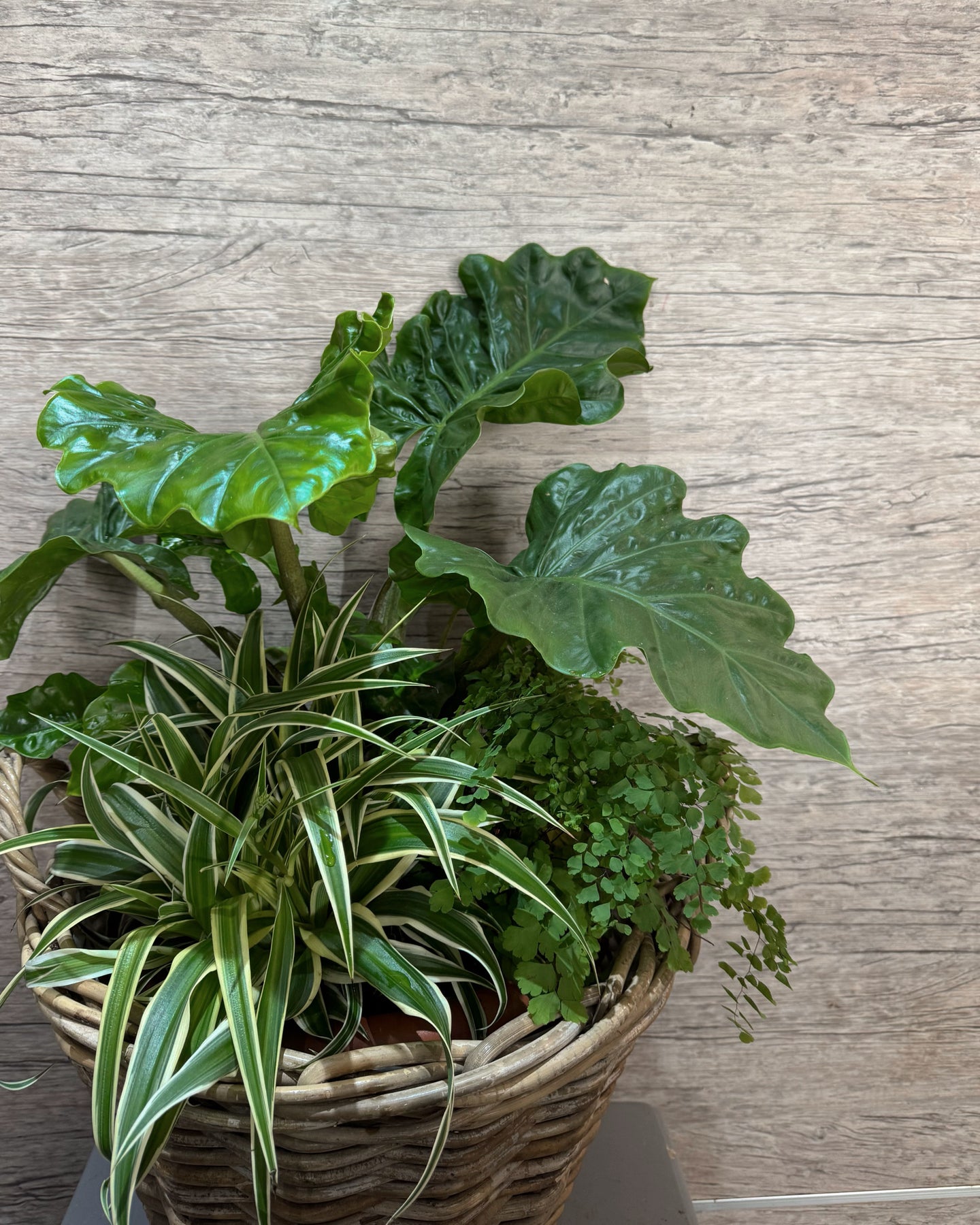 Luscious Leaves