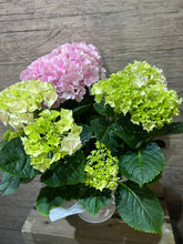 Load image into Gallery viewer, Blush hydrangea pot
